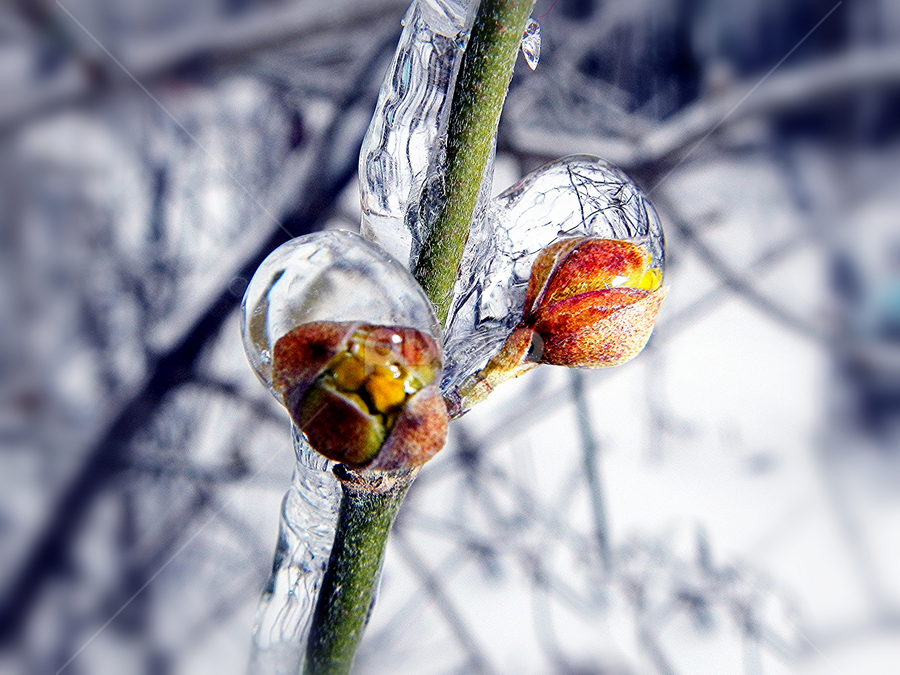 by Almajanu Marcel - Nature Up Close Other Natural Objects