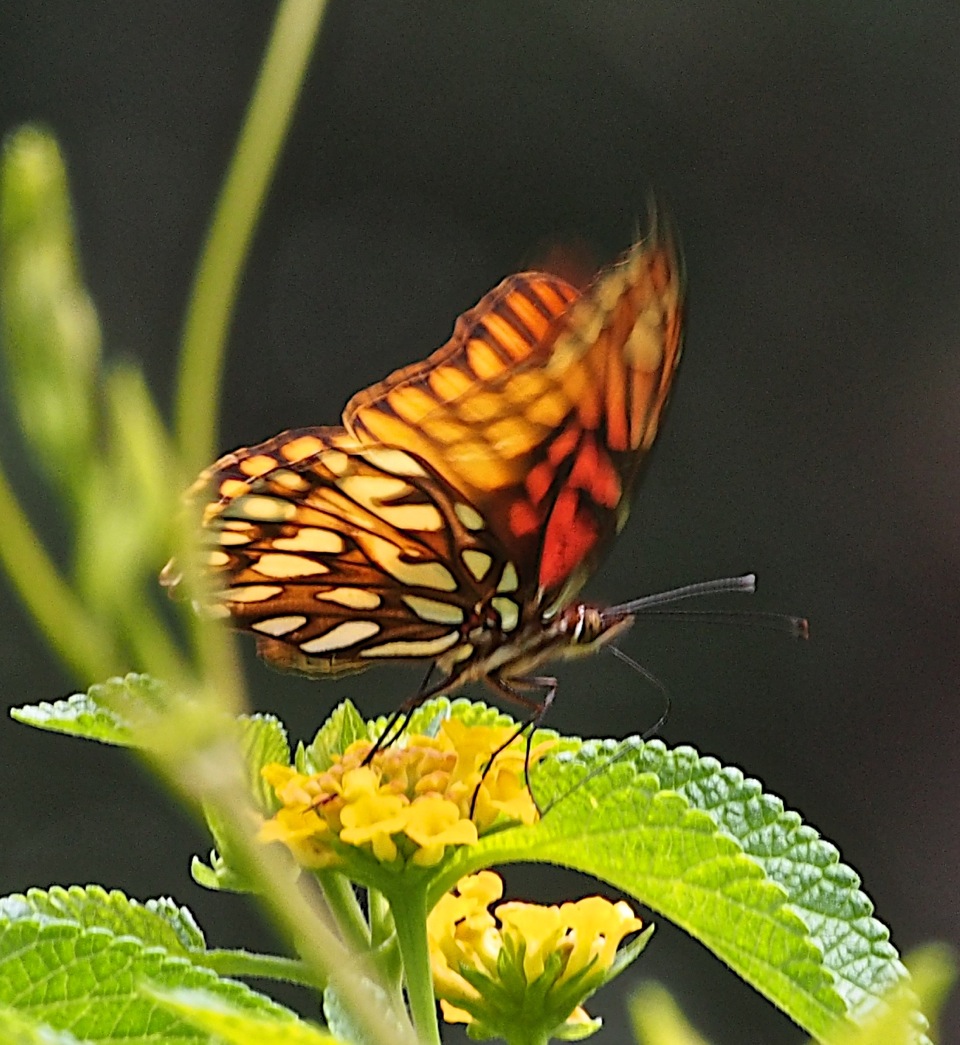 Mexican Silverspot