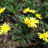 Yellow chamomile. 黃色洋甘菊。 Golden Marguerite. Marguerite Daisy, ox-eye chamomile, Boston daisy