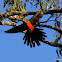 King Parrot (juvenile male)