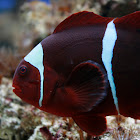 Tomato clownfish