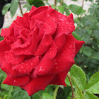 Rosa roja 