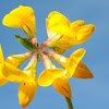 Bird's-foot Trefoil