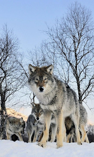 늑대는 배경 화면 라이브 Screenshots 3