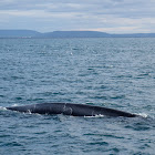 Blue Whale