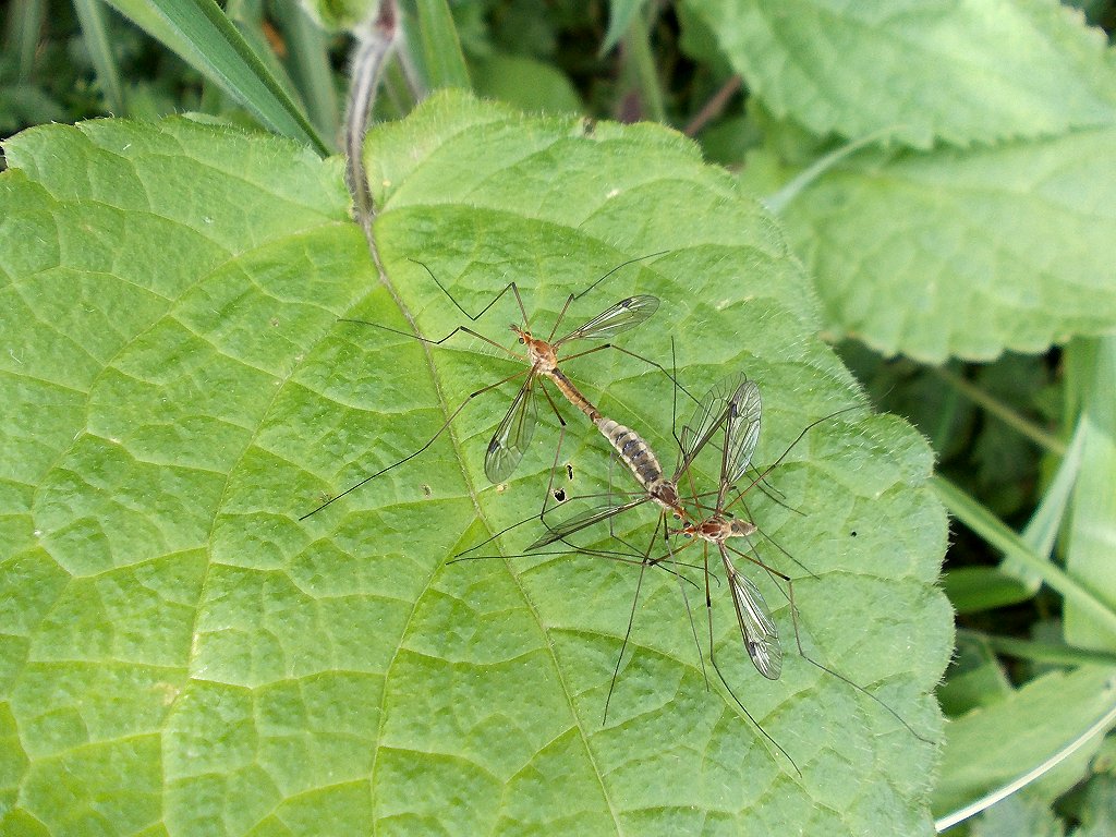 Mating craneflies