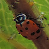 Convergent Line Lady Beetle