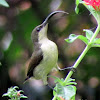 Long-billed sunbird(Female)
