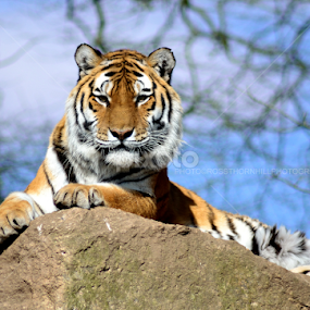 Tiger Rock by Ross Thornhill - Animals Lions, Tigers & Big Cats