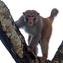 Rhesus Macaque