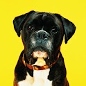 Cute dog Puzzle A17 logo