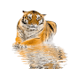 Tiger Reflect Live Wallpaper