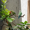 Red-winged Parrot