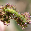 Looper moth caterpillar