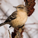 Nothern Mockingbird