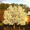 Bradford Pear