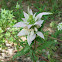 Horsemint, Spotted Bee Balm