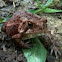 American Toad