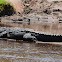 Nile Crocodile