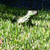 Great green iguana