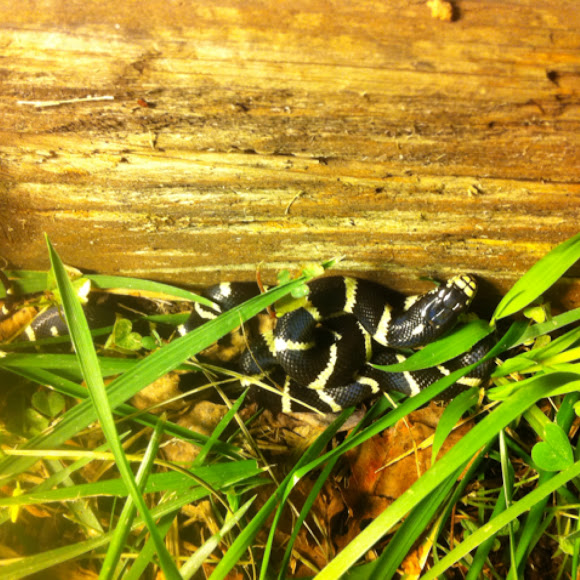 California King Snake | Project Noah