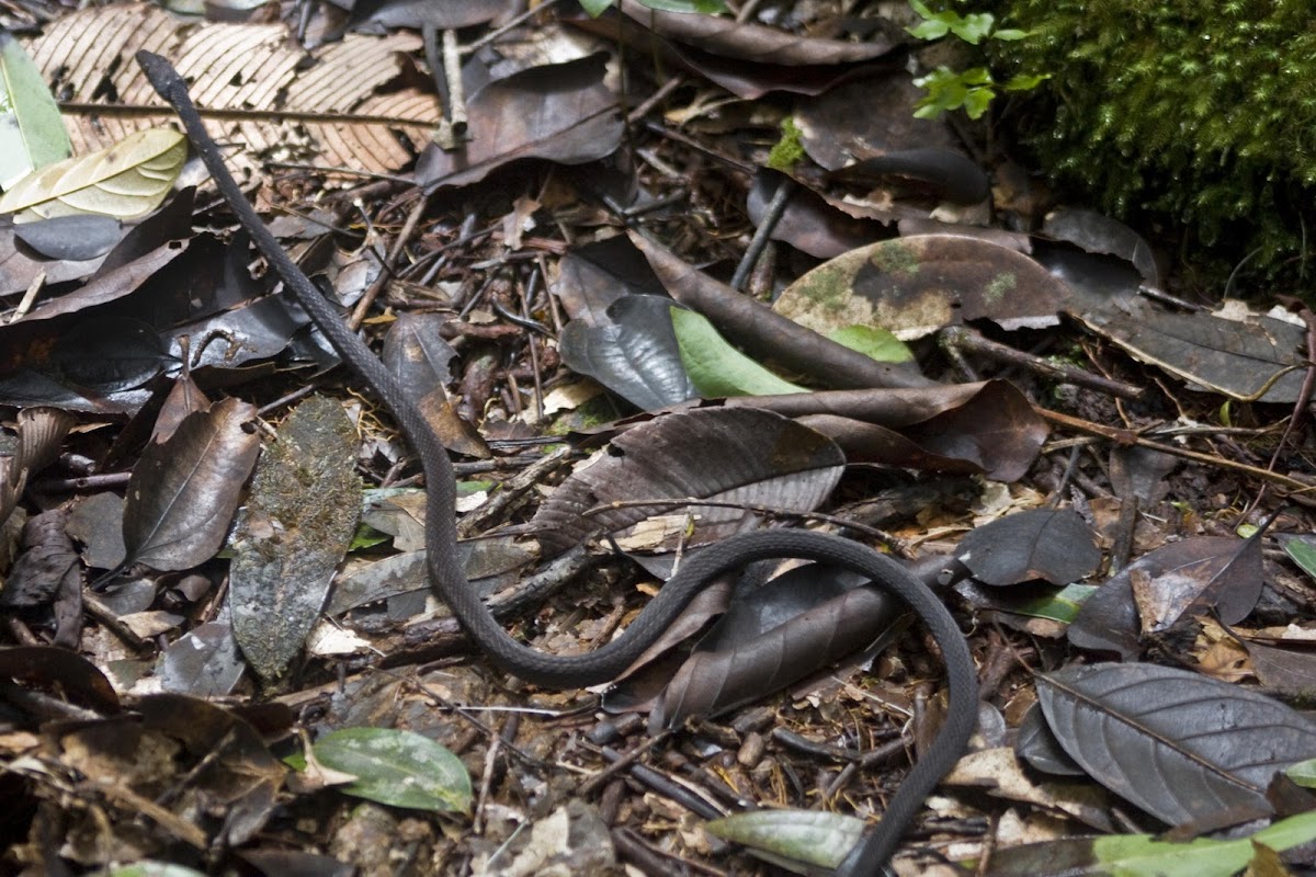 Seychelles wolf snake