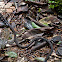 Seychelles wolf snake