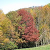 unknown tree in fall foliage