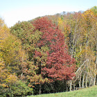 unknown tree in fall foliage