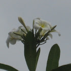 Temple flower