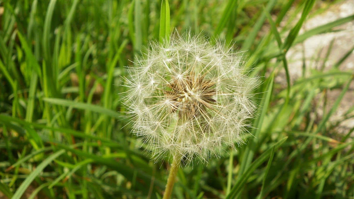 Diente de león (Dandelion)