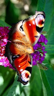 How to download الفراشة الجميلة اللغز! لعبة patch 1.06 apk for android