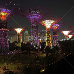 light tree by Goez RIADI - City,  Street & Park City Parks