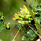 Spiny flower mantis nymph