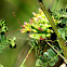 Spiny flower mantis nymph