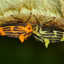 Treehopper