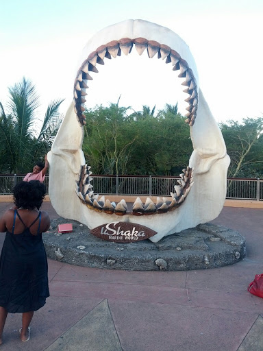 Giant Shark Teeth