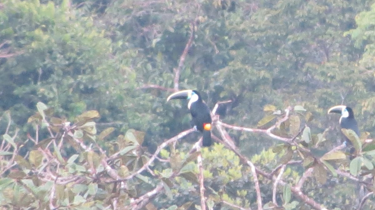 White-fronted Toucan