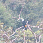 White-fronted Toucan