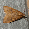 Rusty Dot Pearl Moth