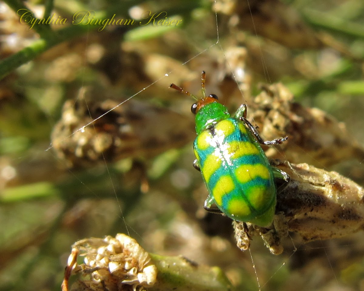 Banded Cucumber Beetle