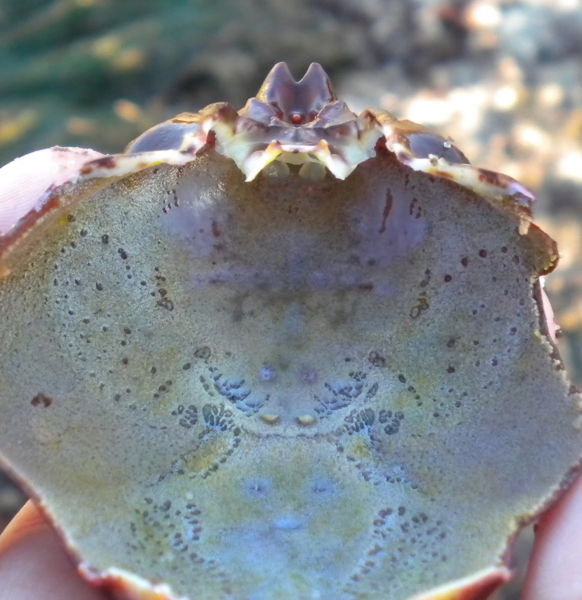 Southern Kelp Crab Shell