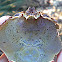 Southern Kelp Crab Shell