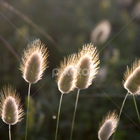 Grass flowers by Kirsten Gamby - Nature Up Close Leaves & Grasses