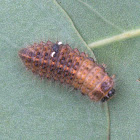 Leaf beetle - larva