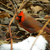 Cardinal, Male, Juvenile