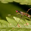 Stilt-legged Fly