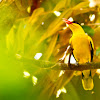 Black-Naped Oriole