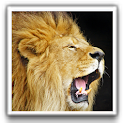 Lion Wallpapers logo