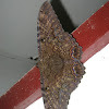 Black Witch Moth